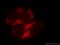 Metaxin 2 antibody, 11610-1-AP, Proteintech Group, Immunofluorescence image 