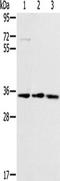 Receptor For Activated C Kinase 1 antibody, TA350321, Origene, Western Blot image 