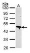 Actin Related Protein 2 antibody, PA5-27879, Invitrogen Antibodies, Western Blot image 