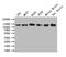 Minichromosome Maintenance 9 Homologous Recombination Repair Factor antibody, CSB-PA882135LA01HU, Cusabio, Western Blot image 