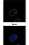 Lamin B2 antibody, PA5-29121, Invitrogen Antibodies, Immunofluorescence image 