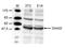 TRNA Aspartic Acid Methyltransferase 1 antibody, CI1098, Boster Biological Technology, Western Blot image 