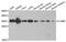 Complement C1q Binding Protein antibody, PA5-76106, Invitrogen Antibodies, Western Blot image 