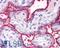 Surfeit 4 antibody, LS-A9866, Lifespan Biosciences, Immunohistochemistry frozen image 
