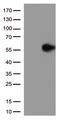 GFAP antibody, UM500094, Origene, Western Blot image 