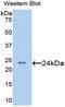 Afamin antibody, LS-C298167, Lifespan Biosciences, Western Blot image 