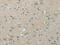 WNK1 antibody, CSB-PA775879, Cusabio, Immunohistochemistry frozen image 