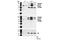 Ribosomal Protein S6 Kinase B1 antibody, 9209S, Cell Signaling Technology, Western Blot image 