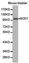 Nucleotide-binding oligomerization domain-containing protein 1 antibody, TA327025, Origene, Western Blot image 