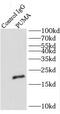 Folate Hydrolase 1 antibody, FNab06956, FineTest, Immunoprecipitation image 