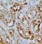 Syndecan 4 antibody, FNab10445, FineTest, Immunohistochemistry frozen image 