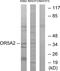 Olfactory Receptor Family 5 Subfamily A Member 2 antibody, GTX87456, GeneTex, Western Blot image 