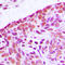 Mitogen-Activated Protein Kinase Kinase Kinase 3 antibody, LS-C354035, Lifespan Biosciences, Immunohistochemistry frozen image 