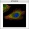 BRCA1 DNA Repair Associated antibody, GTX100720, GeneTex, Immunofluorescence image 