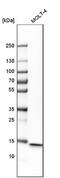 CD247 Molecule antibody, NBP1-85750, Novus Biologicals, Western Blot image 