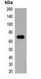 TAP Tag antibody, orb323066, Biorbyt, Western Blot image 