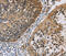 Carbonyl Reductase 1 antibody, MBS2522521, MyBioSource, Immunohistochemistry frozen image 