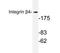 ITGB4 antibody, AP20337PU-N, Origene, Western Blot image 