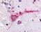 G Protein-Coupled Receptor 3 antibody, 48-107, ProSci, Immunohistochemistry paraffin image 