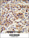 Small Proline Rich Protein 1B antibody, 63-762, ProSci, Immunohistochemistry paraffin image 