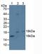 Ephrin A4 antibody, MBS2002398, MyBioSource, Western Blot image 
