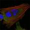 MCL1 Apoptosis Regulator, BCL2 Family Member antibody, NB100-2194, Novus Biologicals, Immunofluorescence image 