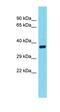 Barrier To Autointegration Factor 2 antibody, orb326265, Biorbyt, Western Blot image 