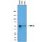 Forkhead Box A2 antibody, AF2400, R&D Systems, Western Blot image 