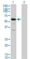 Retinoid X Receptor Gamma antibody, H00006258-M01, Novus Biologicals, Western Blot image 