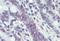 MutL Homolog 1 antibody, MBS245337, MyBioSource, Immunohistochemistry frozen image 
