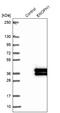 Enolase-Phosphatase 1 antibody, NBP2-13961, Novus Biologicals, Western Blot image 