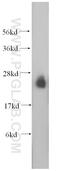 RAB3A, Member RAS Oncogene Family antibody, 15029-1-AP, Proteintech Group, Western Blot image 