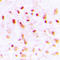 Bars antibody, LS-C355983, Lifespan Biosciences, Immunohistochemistry frozen image 