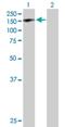 GTF2I Repeat Domain Containing 1 antibody, H00009569-B01P, Novus Biologicals, Western Blot image 