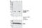 Chromobox 3 antibody, 2600S, Cell Signaling Technology, Western Blot image 