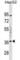 Ectodysplasin A2 Receptor antibody, abx030265, Abbexa, Western Blot image 