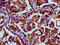 Hes Family BHLH Transcription Factor 7 antibody, LS-C682295, Lifespan Biosciences, Immunohistochemistry paraffin image 