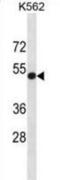 PVR Cell Adhesion Molecule antibody, abx031329, Abbexa, Western Blot image 