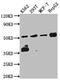 Checkpoint Kinase 1 antibody, CSB-RA176809A0HU, Cusabio, Western Blot image 