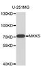 McKusick-Kaufman Syndrome antibody, STJ22765, St John