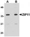 Solute Carrier Family 39 Member 11 antibody, TA306716, Origene, Western Blot image 