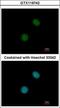 Ubiquitin Protein Ligase E3 Component N-Recognin 7 (Putative) antibody, GTX119742, GeneTex, Immunofluorescence image 