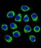 Cornichon Family AMPA Receptor Auxiliary Protein 2 antibody, LS-C168879, Lifespan Biosciences, Immunofluorescence image 