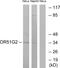 Olfactory Receptor Family 51 Subfamily G Member 2 antibody, PA5-38172, Invitrogen Antibodies, Western Blot image 