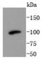 Phosphatidylinositol 3-Kinase Catalytic Subunit Type 3 antibody, NBP2-67450, Novus Biologicals, Western Blot image 