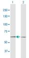 Dual Specificity Tyrosine Phosphorylation Regulated Kinase 1B antibody, H00009149-B01P, Novus Biologicals, Western Blot image 