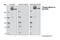 Myosin Heavy Chain 9 antibody, 5026S, Cell Signaling Technology, Western Blot image 