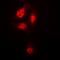 Catalase antibody, orb216045, Biorbyt, Immunofluorescence image 