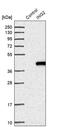 Inhibitor Of Growth Family Member 2 antibody, PA5-54434, Invitrogen Antibodies, Western Blot image 