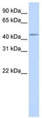 SPARC (Osteonectin), Cwcv And Kazal Like Domains Proteoglycan 3 antibody, TA335970, Origene, Western Blot image 